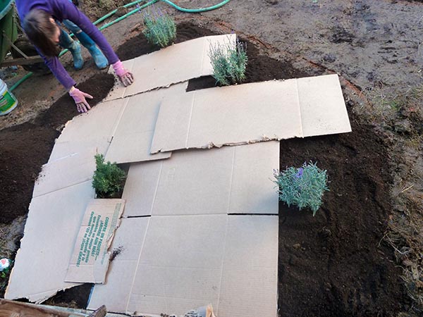 sheet-mulching-cardboard