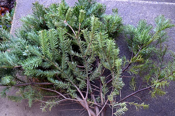 solstice-conifer-clippings