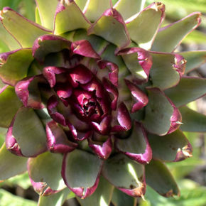 artichoke