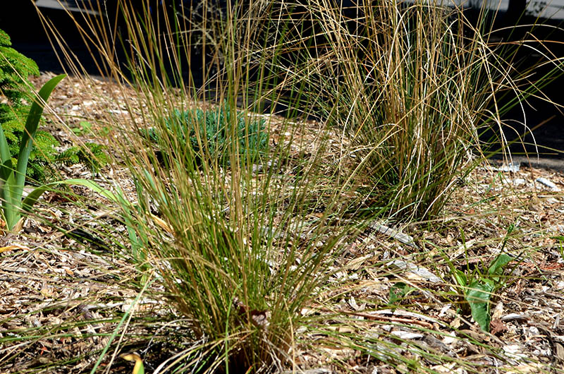 front-yard-grasses