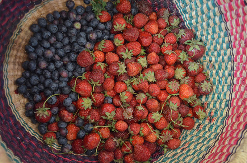 u-pick-berries