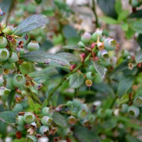 sunshine-blueberry-ripening