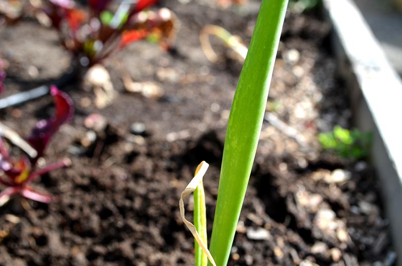 onions-bolting-stalk
