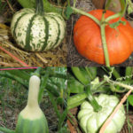 Gallery of Gourds