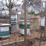 Intro to Beekeeping: Part I