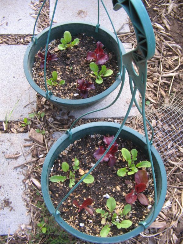 Lettuce Hanging Baskets Hip Chick Digs