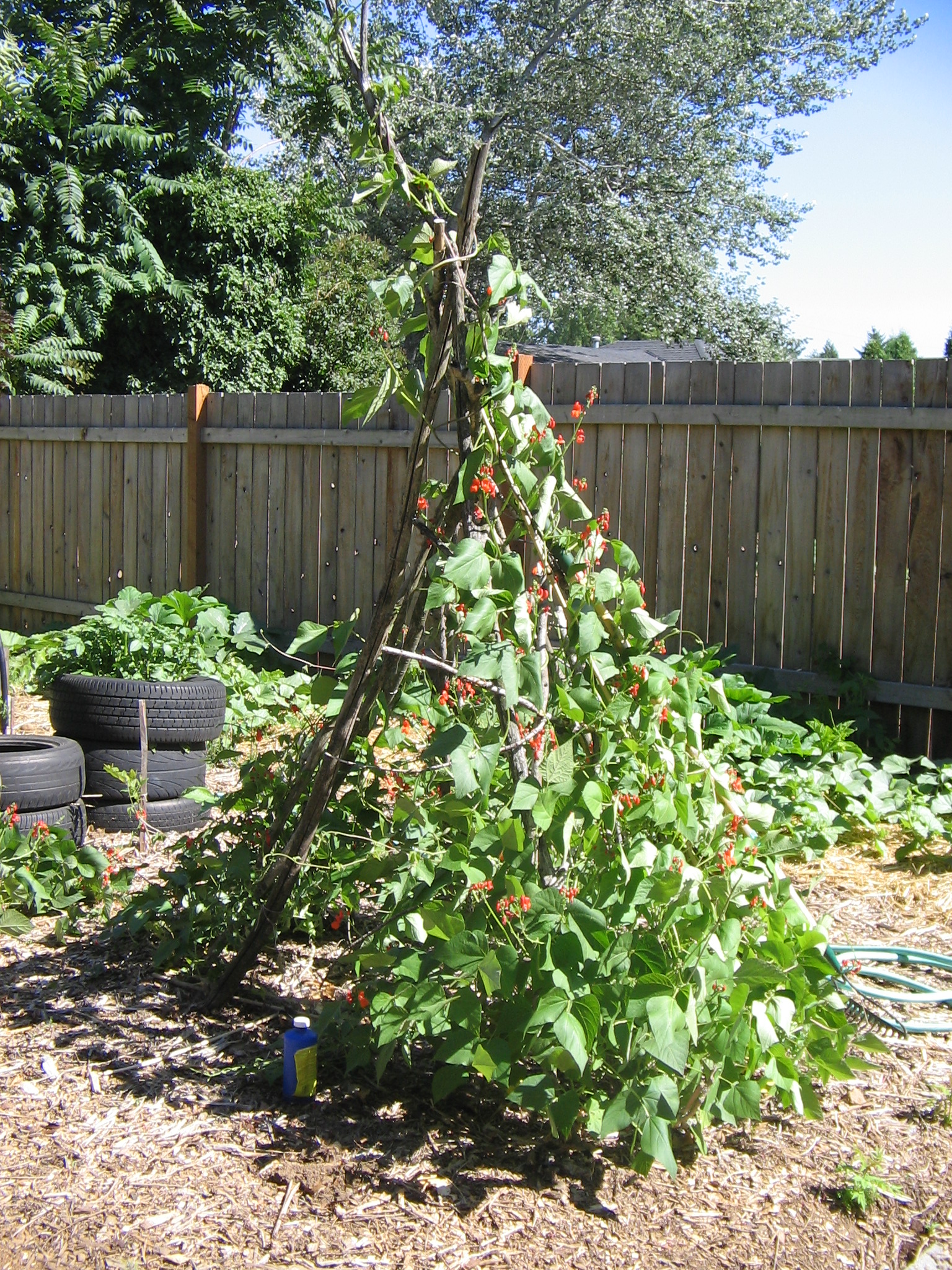 Plant a Teepee Hip Chick Digs