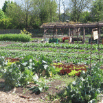 Grassroots Garden Visit