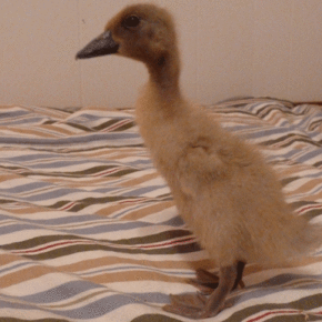 Naming the Ducklings