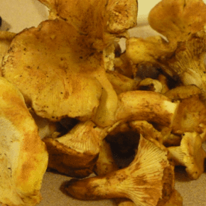 First Mushroom Foray