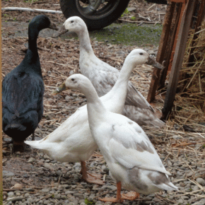 Runner Ducks 290x290