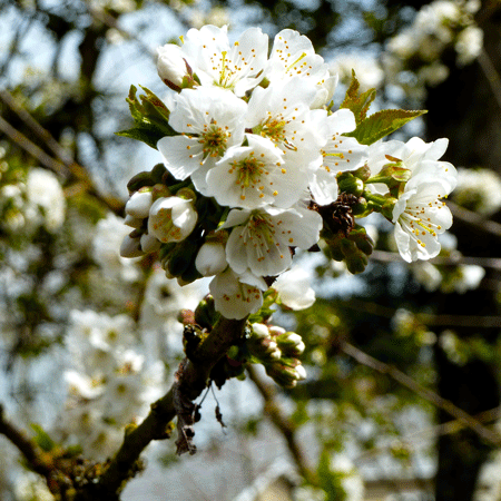 Thumb Cherry Blossoms