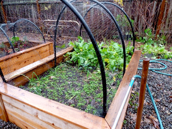 Protected Raised Beds Hip Digs, How To Keep Birds Out Of Garden Beds