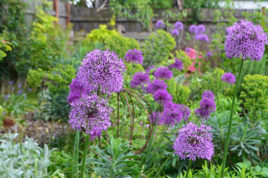 Back Allium Combinations 1024x678