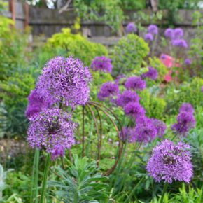 Back Allium Combinations 290x290