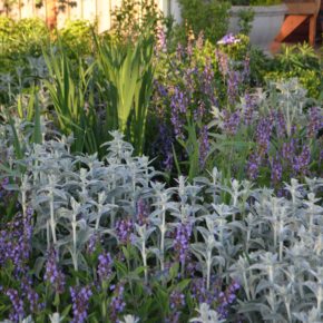 Front Plant Combination 290x290