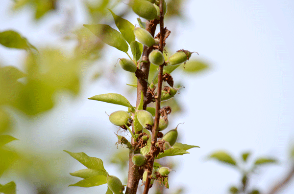 Ripening Apricots