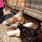 Mixing Chicken Flocks