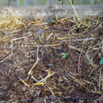 Winter Compost Maintenance