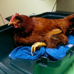 Our $85 Geriatric Chicken