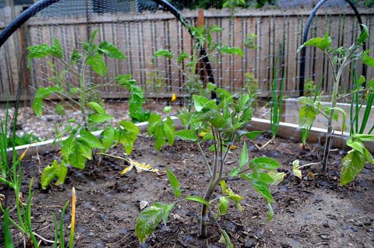 Planting Tomatoes Outside Hip Chick Digs