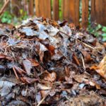 Building Soil Quality with Leaves