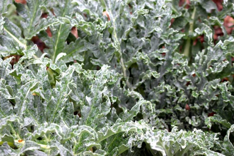 Favorite Edible Evergreens Hip Chick Digs