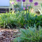 Using Wood Chips in the Garden