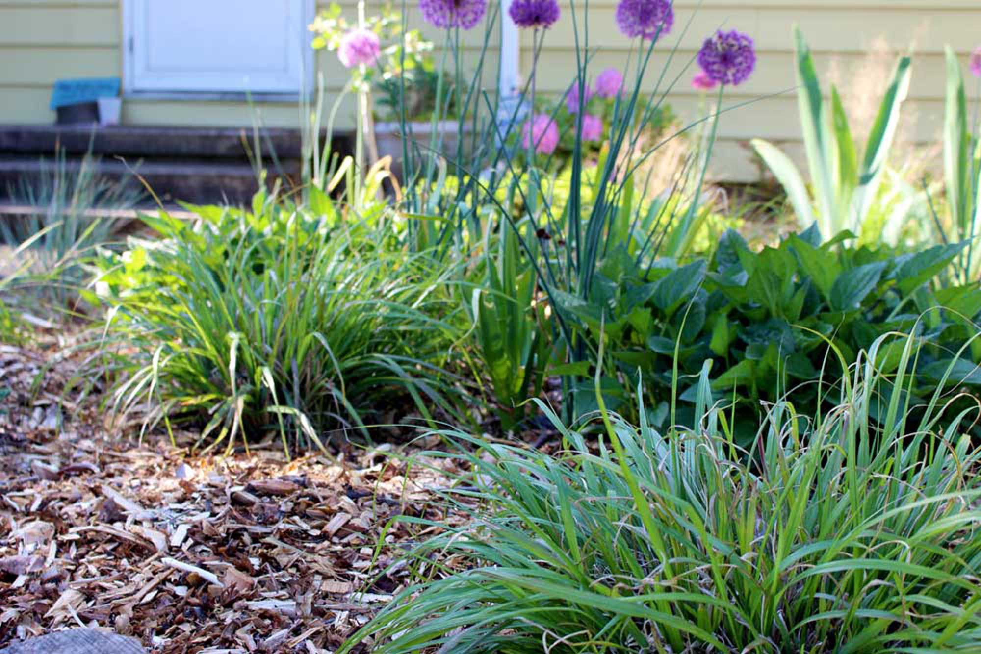 How to plant into a wood chip garden