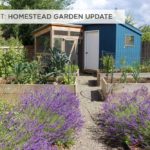 Homestead Garden Update