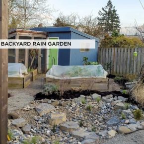Backyard rain garden