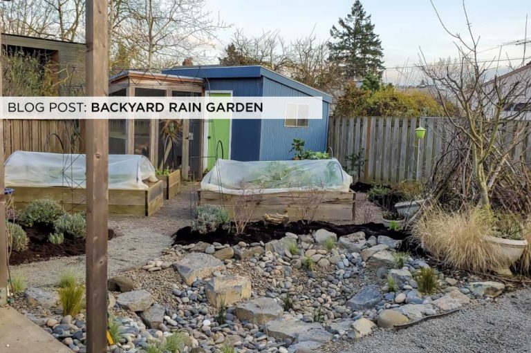 Backyard rain garden