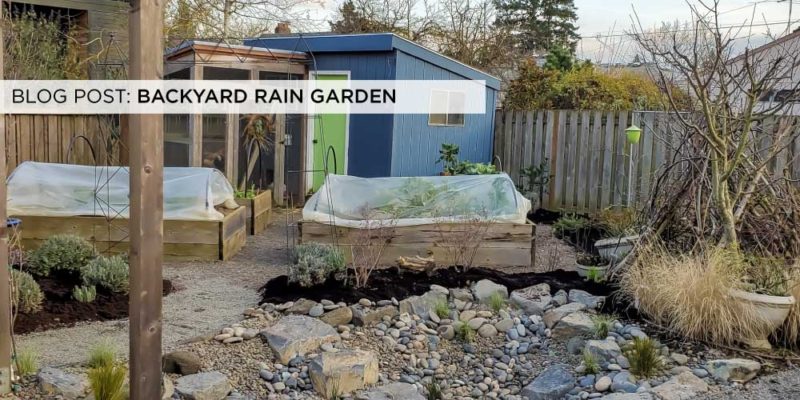 Backyard rain garden