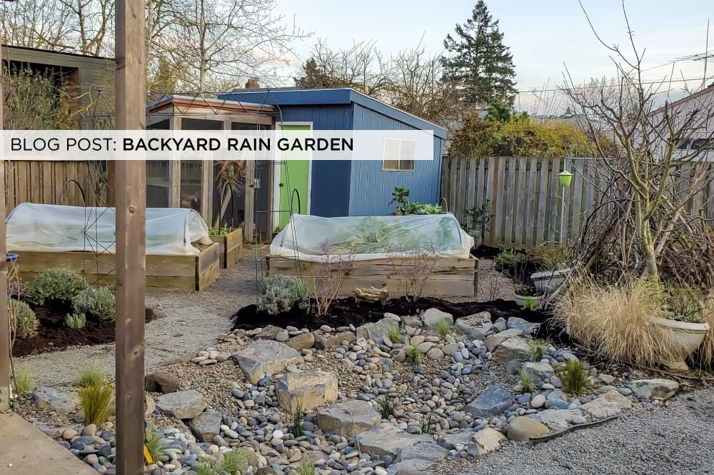 Backyard rain garden