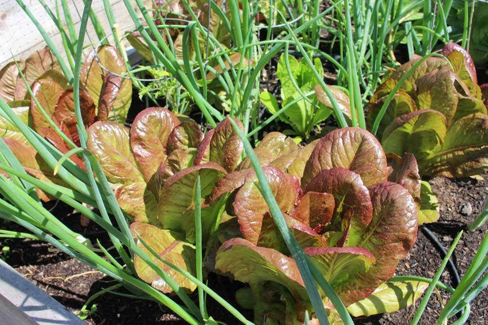 companion lettuce onions
